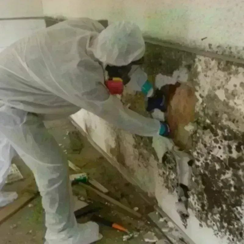 Mold Remediation and Removal in Fort Pierre, SD